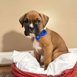 Max - Fawn male Boxer puppy in Garland, North Carolina from Magen's Boxers