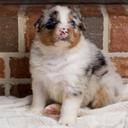 Pumbaa - Blue merle male Australian Shepherd puppy in Blythewood, South Carolina from One Tribe Aussies