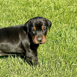 Orange - Doberman Pinscher puppy from European Dobermans by Diana