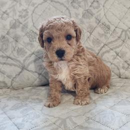 Pekingese, Poodle, and Shih Tzu Puppies from Happy puppies
