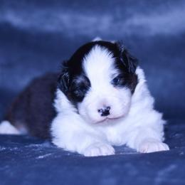 Wynter - Black tri-color female Australian Shepherd puppy in Easton, Missouri from MMA Kennel