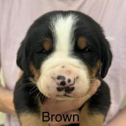 Brown boy - Black, white and red male Greater Swiss Mountain Dog puppy in Woodland, Washington from Woodland Swissie’s
