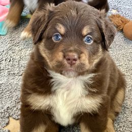 Andovers Crimson Promise - Red tri-color female Miniature American Shepherd puppy in Rockford, Illinois from Andover Aussies