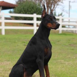 Zeus - Black and rust male Doberman Pinscher puppy in Rockwall, Texas from Elitehaus