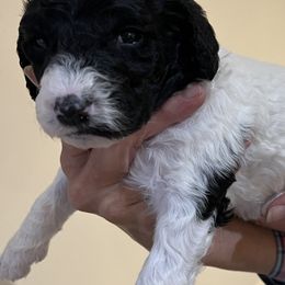Pink collar girl - female Newfypoo puppy in Fairfield, California from Twin Sisters Doodles