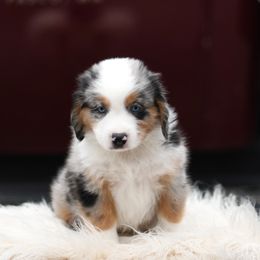 FIGG - Blue merle male Miniature American Shepherd puppy in Pasco, Washington from ROCK CREEK