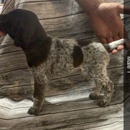 Boy 1 - German Shorthaired Pointer puppy in Barron County, Wisconsin from Shining D Ranch