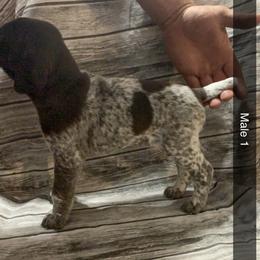 Boy 1 - German Shorthaired Pointer puppy in Barron County, Wisconsin from Shining D Ranch