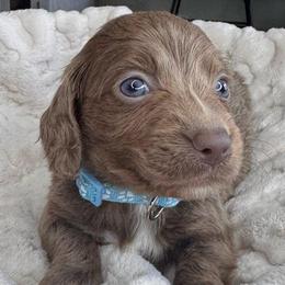 Sprout AKA Mister Blue Eyes - Fawn (isabella) and tan male Dachshund puppy in Wallingford, Kentucky from Hensley Homestead Dachshunds