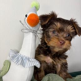 Buttercup - Chocolate, tan and white male Yorkshire Terrier puppy in Illinois from Pretty Little Yorkies