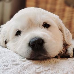 Mr. Knightley - Light golden male Golden Retriever puppy in Hamilton, Ohio from Indy's God Given Goldens