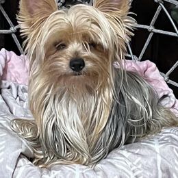 Yorkshire Terriers from Dj’s House of Yorkies