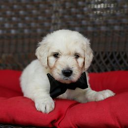 Australian Labradoodle, Bernedoodle, and Goldendoodle Puppies from Golden Fields Doodles