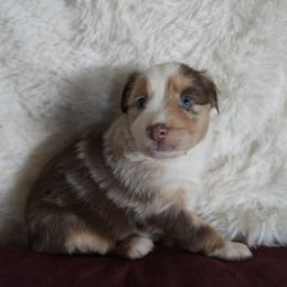 Miniature Australian Shepherd Puppies from Moss Hill Aussies