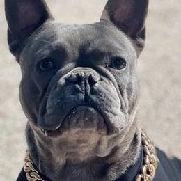 French Bulldogs from A Royal Frenchie