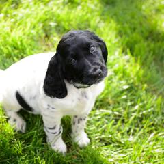 Large Münsterländer Puppies from EAGLES NEST KENNELS