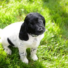 Large Münsterländer Puppies from EAGLES NEST KENNELS