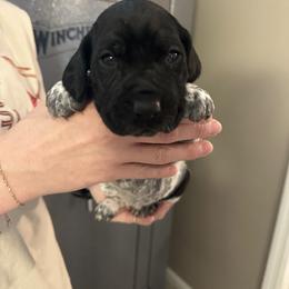 Bell - Black roan female German Shorthaired Pointer puppy in Bainbridge, Georgia from Chapman Bird Dogs