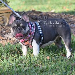 Becky - French Bulldog