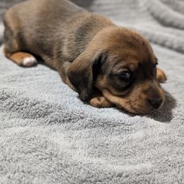 Hera - Red female Dachshund puppy in Spring Hope, North Carolina from Hogan’s Lowrider Hounds