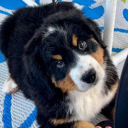 Tessie - Black rust and white female Bernese Mountain Dog puppy in Fitzgerald, Georgia from Southern Charm Bernese