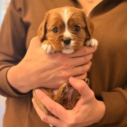 Velma (purple collar) - Ruby female Cavalier King Charles Spaniel puppy in Acworth, Georgia from Cumberland Cavaliers