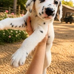 Pearl - White and black male Dalmatian puppy in Bremen, Georgia from Clark’s Dalmatians
