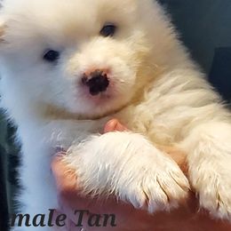 Samoyed Puppies from White Sea Samoyeds