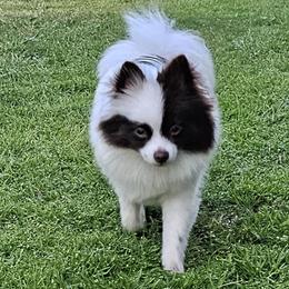 Lola - Pomeranian