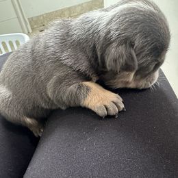 Wednesday - Blue tri-color female Bulldog puppy in Alexandria, Virginia from Stacey D’s Bulldogs