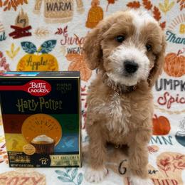 Dobby - Red  male Goldendoodle puppy in Conroe, Texas from Tails of Cypress