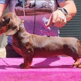 Jewelbox - Chocolate and tan female Dachshund puppy in Mountain Grove, Missouri from Blueprint K9 Dachshunds- www.BlueprintK9.com