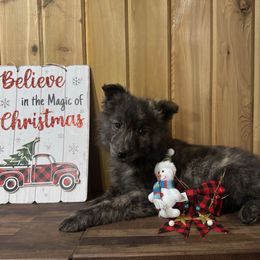 Feline - Gold brindle female Dutch Shepherd puppy in Hastings, Minnesota from Century Hills Farm