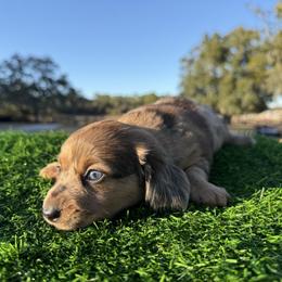 Dapple Girl - Dapple female Dachshund puppy in Apopka, Florida from The HotDog Stand
