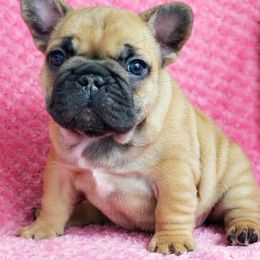 French Bulldog Puppies from Emeraldfrenchies