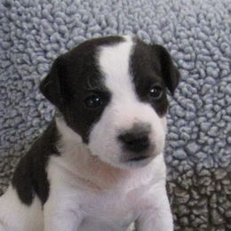 Jack Russell Terrier Puppies from Spritely Jack Russell Terriers