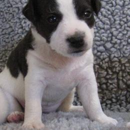 Jack Russell Terrier Puppies from Spritely Jack Russell Terriers
