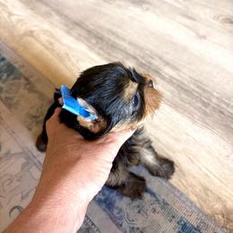 Maltese and Yorkshire Terrier Puppies from tatortot pup