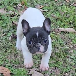 Female - Tricolors female French Bulldog puppy in Rogers, Arkansas from Freaky Frenchies