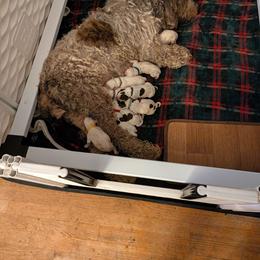 Girl 5 - White female Spinone Italiano puppy in Kent County, Delaware from Ilvolare Spinone