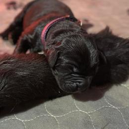 Girl 1 - AKC Registered Purple - Black female Newfoundland puppy in Marshall, Missouri from Majestic Gentle Giants