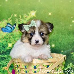 Cherry - Red female Pembroke Welsh Corgi puppy in East Canton, Ohio from Victorian Farms