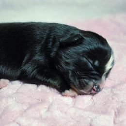 Glory - Black tri female Miniature Australian Shepherd puppy in Owensboro, Kentucky from JnT's Bluegrass Mini Aussies