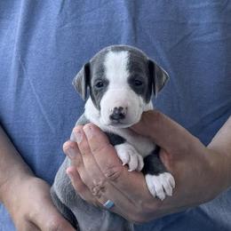 Boy 2 - Blue male Italian Greyhound puppy in Sugar Valley, Georgia from Pinnacle Farm and Kennel