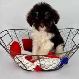 Boots - Chocolate male Cavapoo puppy in Austin, Texas from Doodles of Central Texas