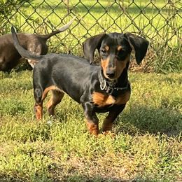 Zoe - Dachshund