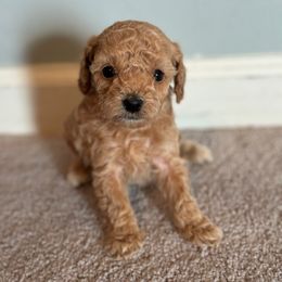 Petal - Apricot female Cavapoo puppy in Noblesville, Indiana from R and H Doodles