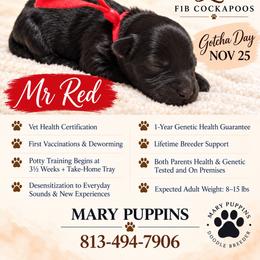 Mr Red - Black male Cockapoo puppy in Tampa, Florida from Mary Puppins