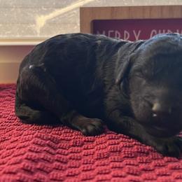 Fudge - Phantom female Poodle puppy in Overbrook, Kansas from Hidden Springs Poodles LLC