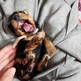 Belaire - Black and tan female Yorkshire Terrier puppy in Sidney, Ohio from Little Yorkie World